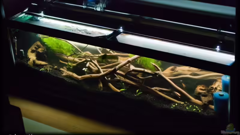 Dekoration im Aquarium Becken 10799 von hempi23 (3)