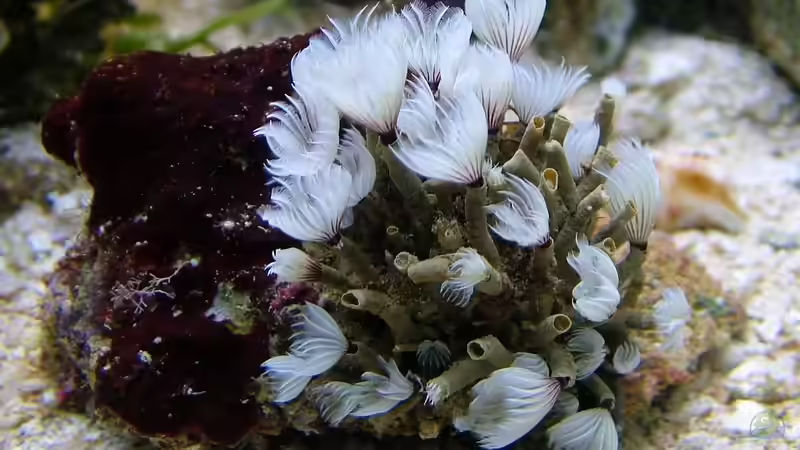 Dekoration im Aquarium Becken 10801 von Merya (22)