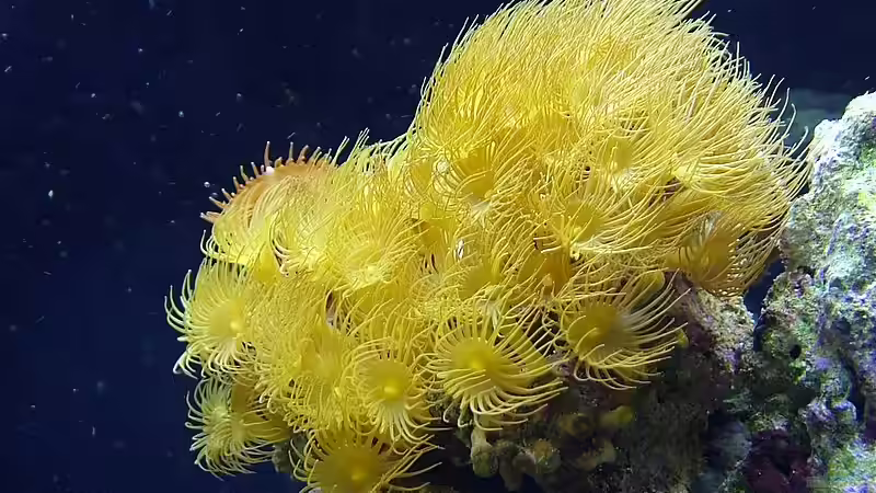 Dekoration im Aquarium Becken 10801 von Merya (23)