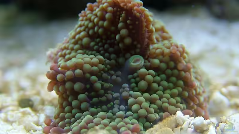 Dekoration im Aquarium Becken 10801 von Merya (24)