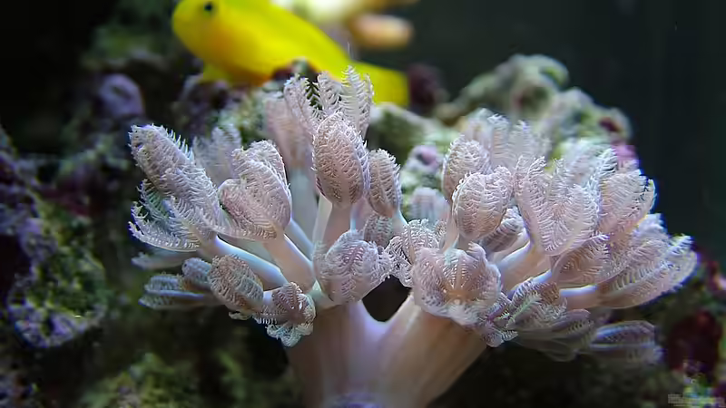 Dekoration im Aquarium Becken 10801 von Merya (25)