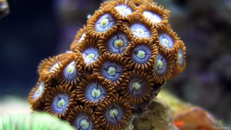 Dekoration im Aquarium Becken 10801 von Merya (26)