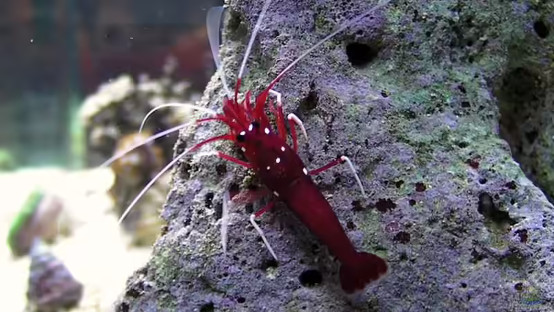 Dekoration im Aquarium Becken 10801 von Merya (28)