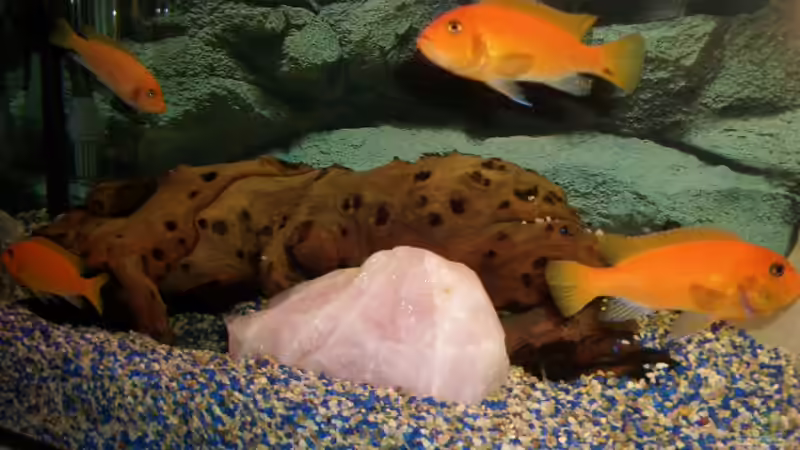 Dekoration im Aquarium Becken 1082 von Michael Meier (4)