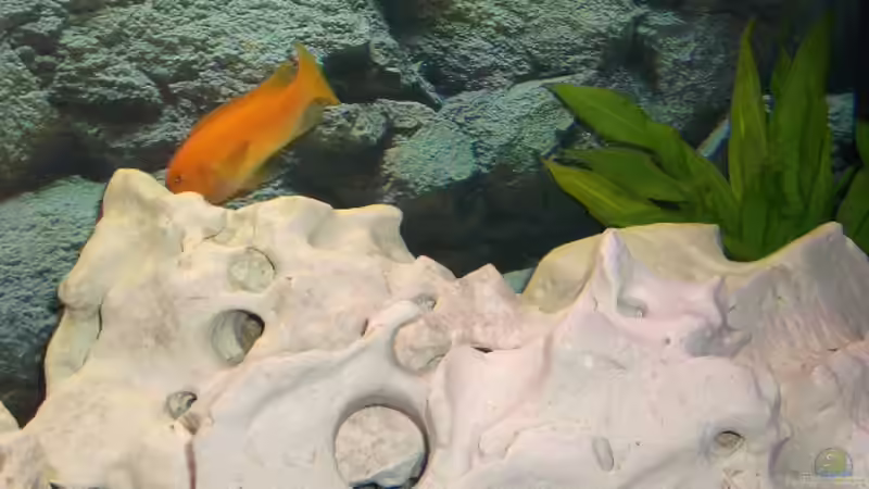 Dekoration im Aquarium Becken 1082 von Michael Meier (5)