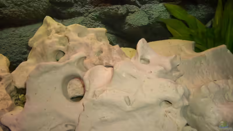 Dekoration im Aquarium Becken 1082 von Michael Meier (6)