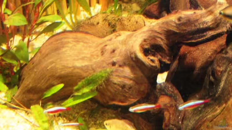 Dekoration im Aquarium Becken 10861 von Me)-(@niC ©® (21)