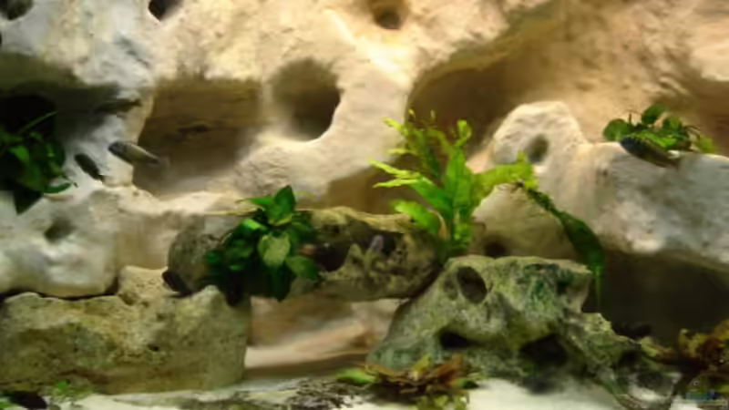 Dekoration im Aquarium Becken 10874 von Enrico Müller (6)