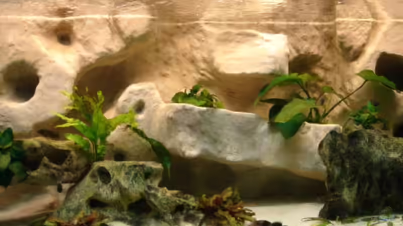 Dekoration im Aquarium Becken 10874 von Enrico Müller (7)