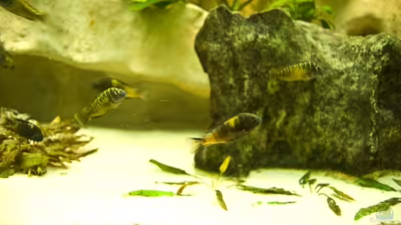 Dekoration im Aquarium Becken 10874 von Enrico Müller (8)