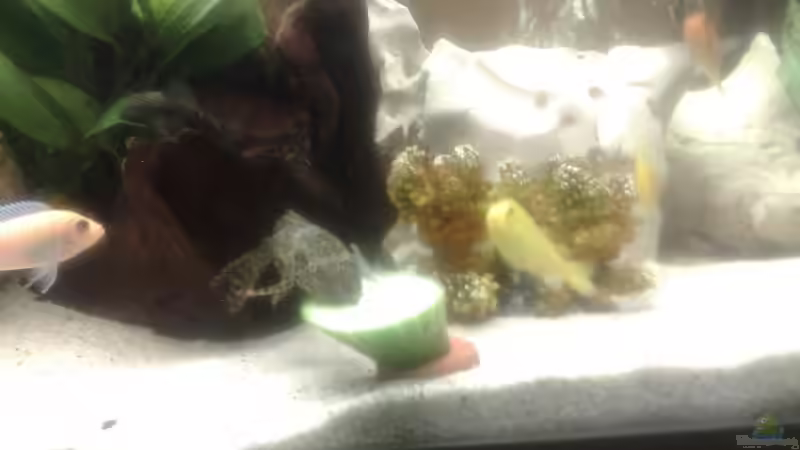 Dekoration im Aquarium Becken 10898 von bennymotte (16)