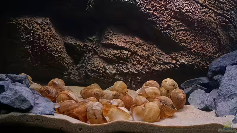 Dekoration im Aquarium Becken 10942 von Sebastian W. (7)