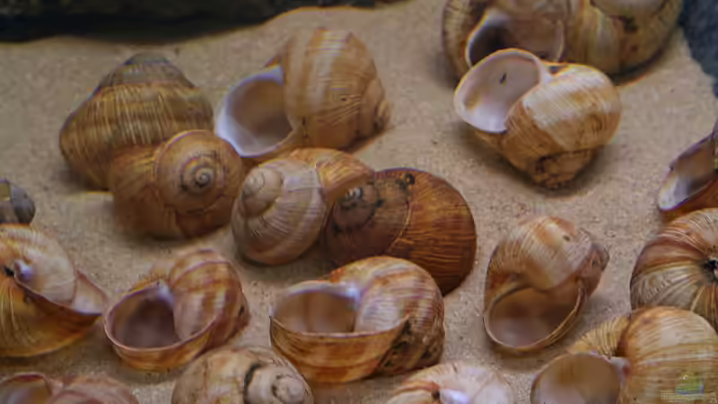 Dekoration im Aquarium Becken 10942 von Sebastian W. (8)