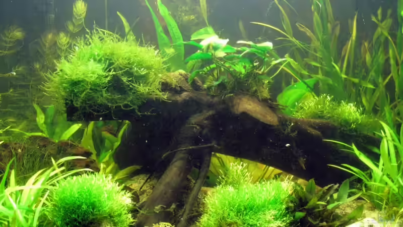 Dekoration im Aquarium Becken 10950 von Daniel Scherrer (2)