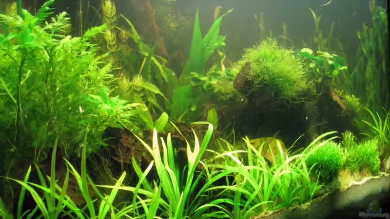 Dekoration im Aquarium Becken 10950 von Daniel Scherrer (3)