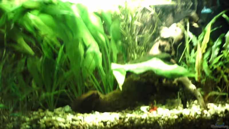 Dekoration im Aquarium Becken 10976 von magdeburger (2)