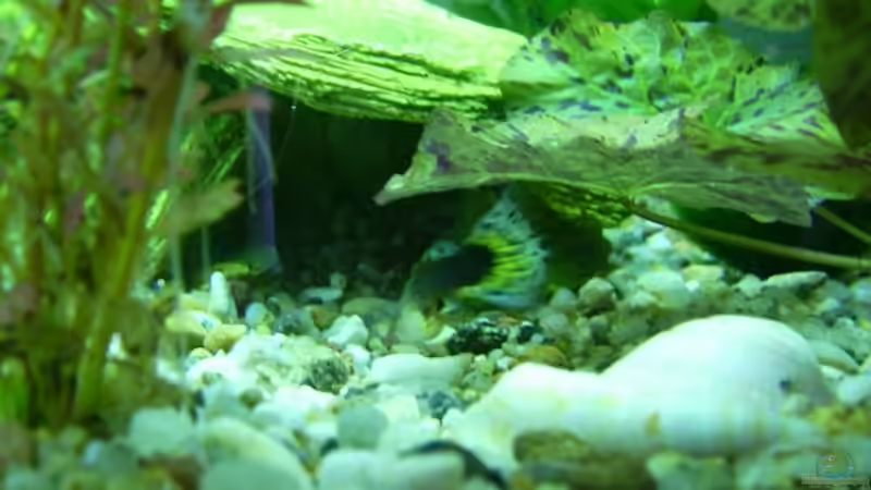 Dekoration im Aquarium Becken 10999 von Belvina (4)