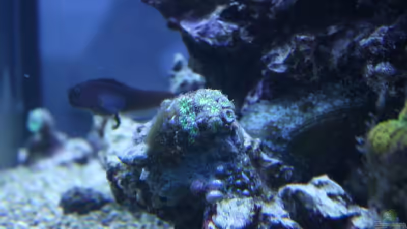 Dekoration im Aquarium Becken 11016 von Stephan Ascher (42)