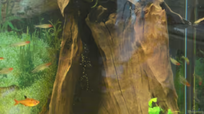 Dekoration im Aquarium Becken 11021 von Martina & Andreas Deutschmann (15)