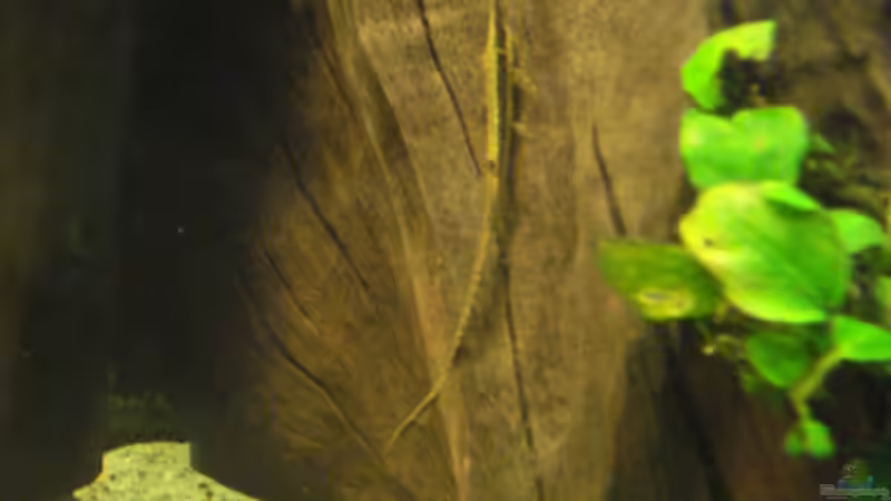 Dekoration im Aquarium Becken 11021 von Martina & Andreas Deutschmann (16)