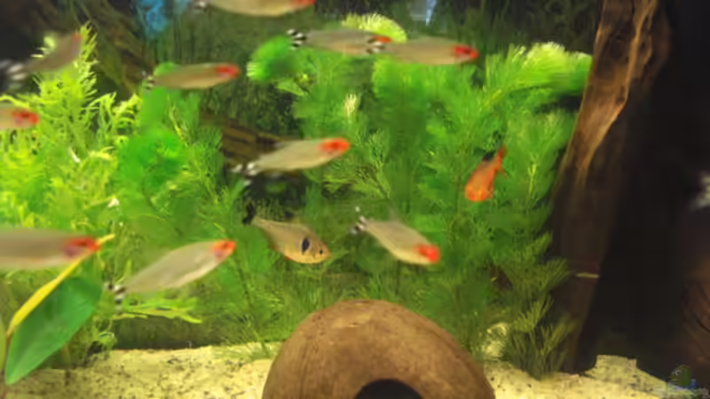 Dekoration im Aquarium Becken 11021 von Martina & Andreas Deutschmann (17)