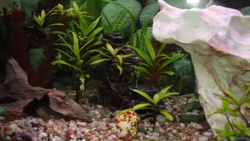 Dekoration im Aquarium Becken 11023 von Christoph Schröter (3)