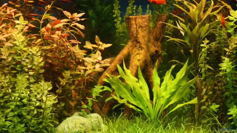 Dekoration im Aquarium Becken 11042 von Andreas Christ (11)