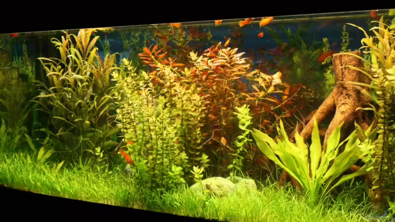 Dekoration im Aquarium Becken 11042 von Andreas Christ (12)