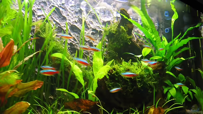 Dekoration im Aquarium Becken 11060 von Thomas D. (6)