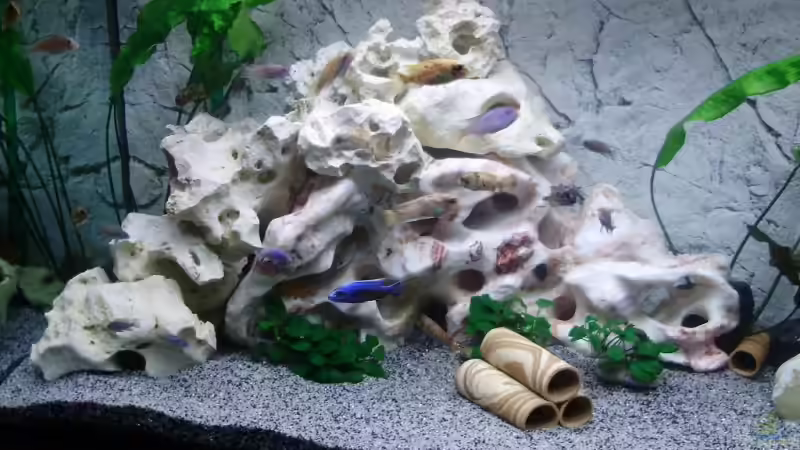 Dekoration im Aquarium Becken 11078 von Frank S. (6)