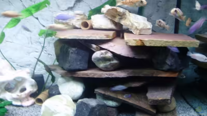 Dekoration im Aquarium Becken 11078 von Frank S. (7)