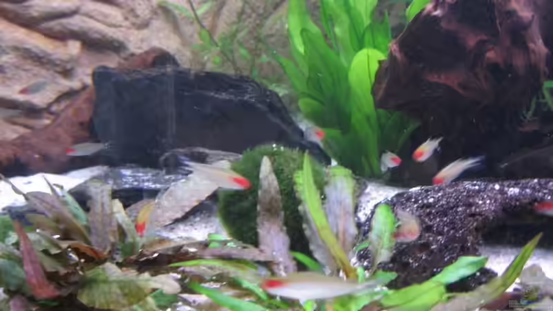 Dekoration im Aquarium Becken 11117 von Marco Mau (2)