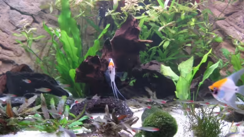 Dekoration im Aquarium Becken 11117 von Marco Mau (3)