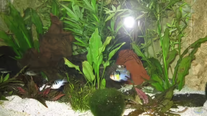 Dekoration im Aquarium Becken 11117 von Marco Mau (4)