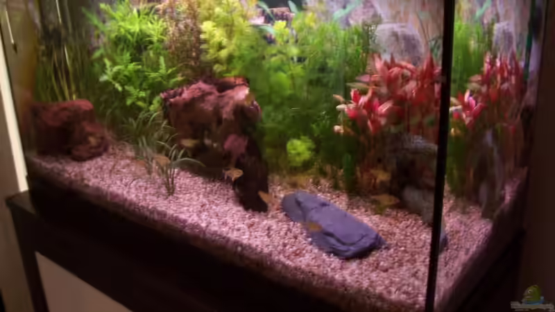 Dekoration im Aquarium Becken 11121 von Moritz Tiegs (3)