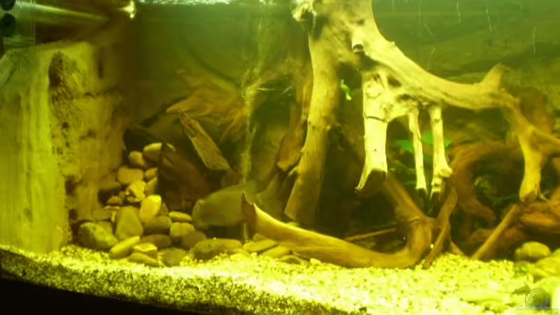 Dekoration im Aquarium Becken 11122 von pfauenauge36 (8)