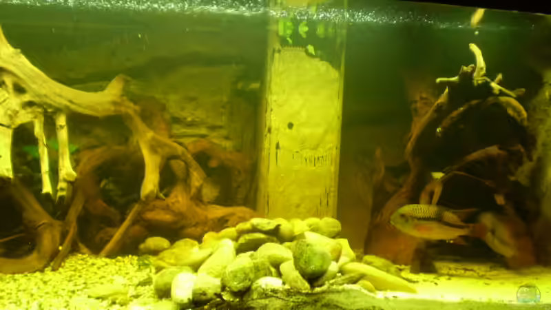 Dekoration im Aquarium Becken 11122 von pfauenauge36 (9)