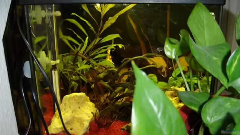 Dekoration im Aquarium Becken 1113 von Michael Dix (2)