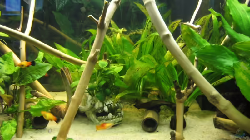 Dekoration im Aquarium Becken 11130 von TNTLogge (8)