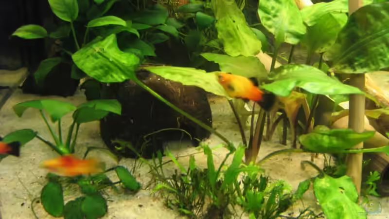 Dekoration im Aquarium Becken 11130 von TNTLogge (9)