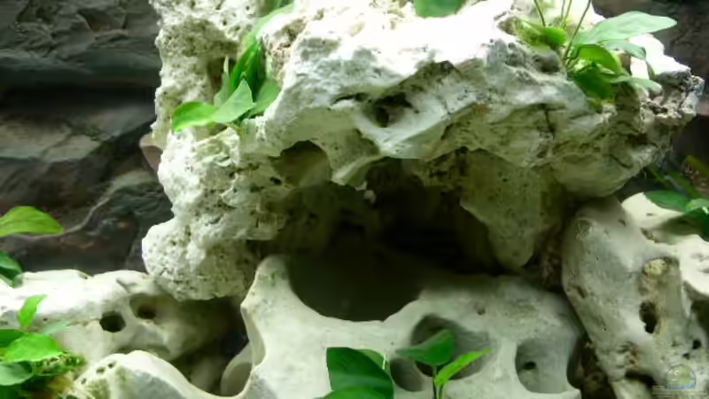 Dekoration im Aquarium Becken 1115 von Michael Meier (5)