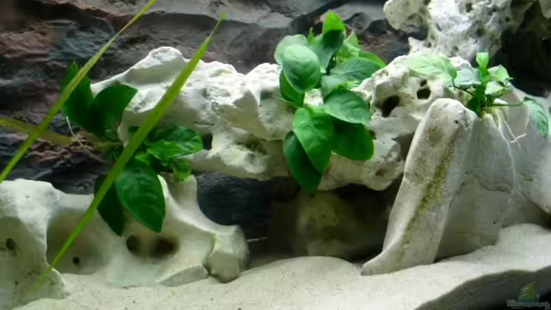 Dekoration im Aquarium Becken 1115 von Michael Meier (6)