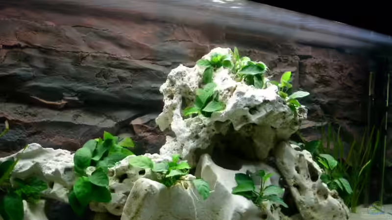 Dekoration im Aquarium Becken 1115 von Michael Meier (7)