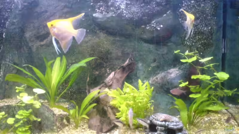 Dekoration im Aquarium Becken 11168 von Volker Prager (6)