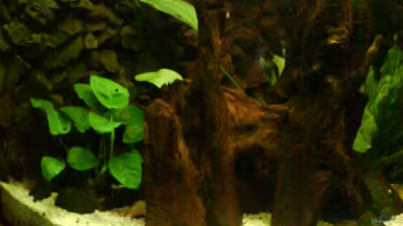 Dekoration im Aquarium Becken 11170 von Alexander Stein (7)