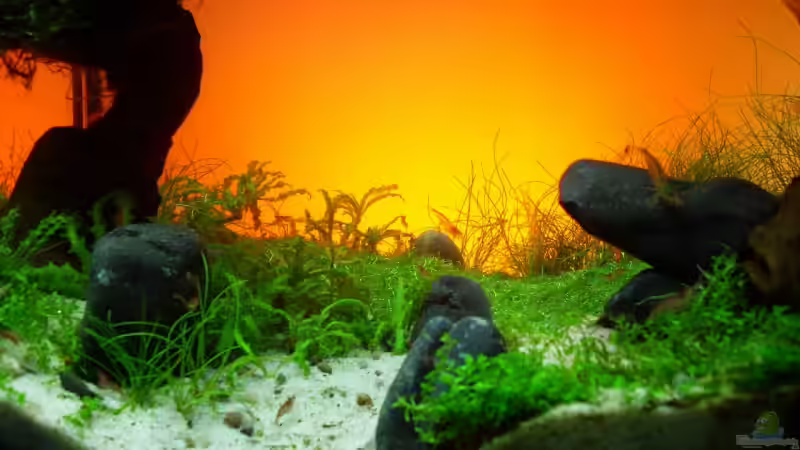 Dekoration im Aquarium Becken 11178 von Pascal Kapphan (15)