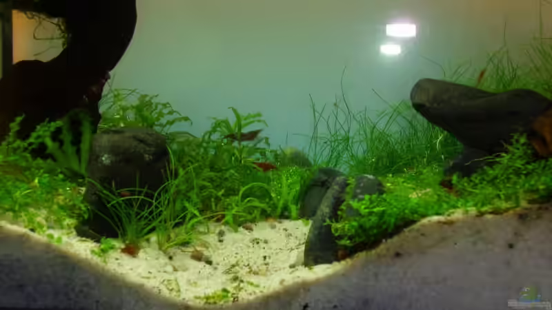 Dekoration im Aquarium Becken 11178 von Pascal Kapphan (16)