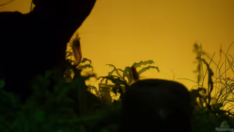 Dekoration im Aquarium Becken 11178 von Pascal Kapphan (17)