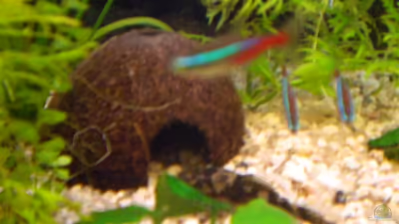 Dekoration im Aquarium Becken 11180 von Spike (4)