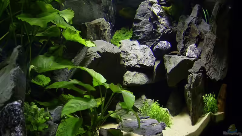 Dekoration im Aquarium Becken 112 von Marco Spurzem (8)